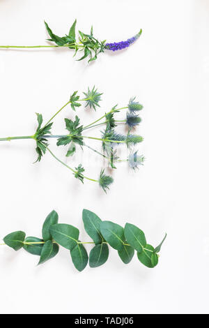 Longleaf speedwell, Veronica longifolia, ametista mare holly, Eryngium e Balsamo apple, Clusia principali su sfondo bianco Foto Stock