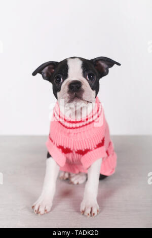 Ritratto di Boston Terrier cucciolo indossare pullover rosa Foto Stock