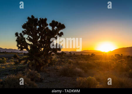 Stati Uniti d'America, Nevada, boccole nel deserto al tramonto nel deserto del Nevada orientale Foto Stock