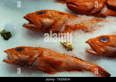 Fresco e wild red snapper pesce su ghiaccio al mercato del pesce, Canada Foto Stock