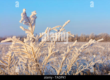 I rami di un arbusto nel gelo, come se incantato, illuminato dalla luce solare contro lo sfondo di una coperta di neve campo, l'orizzonte e i b Foto Stock