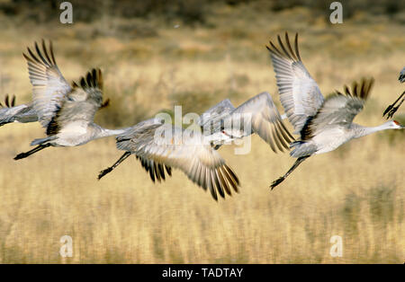 Maggiore sandhill gru (Antigone canadensis tabida) prendendo il largo da posatoio stagno sul Bosque del Apache National Wildlife Refuge in Nuovo Messico Foto Stock