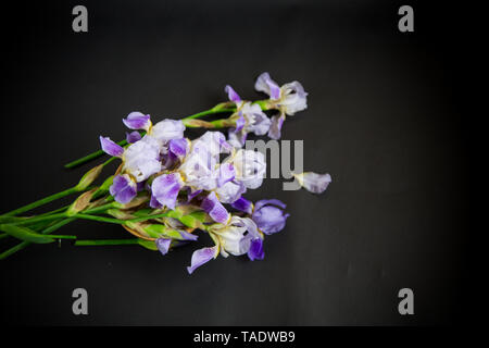 Bouquet di fiori splendidi iridi isolati su sfondo nero Foto Stock