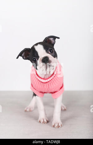 Ritratto di Boston Terrier cucciolo indossare pullover rosa Foto Stock