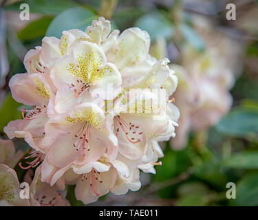 In prossimità di alcuni rododendro bianco fiore sboccia. Foto Stock
