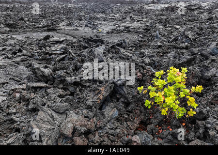 Stati Uniti d'America, Hawaii, Parco Nazionale Vulcani, pianta che cresce su rocce ignee Foto Stock