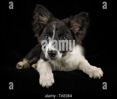 Ritratto di Border Collie cucciolo di fronte a sfondo nero Foto Stock