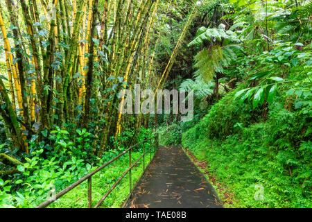 Stati Uniti d'America, Hawaii, Big Island, Akaka Falls State Park, foreste di bambù Foto Stock