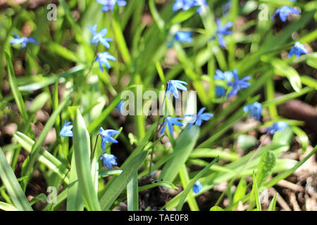 Foto blu fiore bucaneve Foto Stock