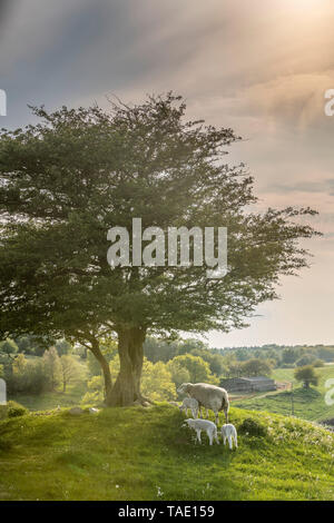 Due baby agnelli pascolano sotto un albero solitario in cima di una collina in un paesaggio rurale alle colline di Rorum in Osterlen, Skane, Svezia e Scandinavia. Foto Stock