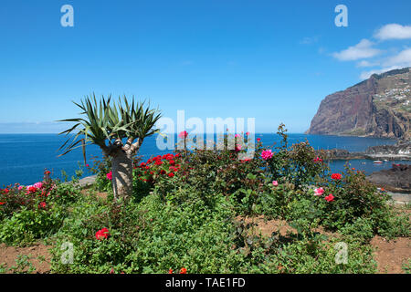 Bel fiore a Madeira, Portogallo Foto Stock