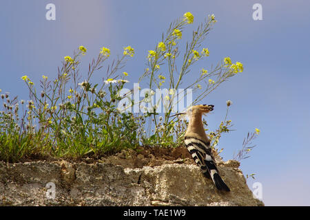 Upupa (Upupa epops) sulla vecchia casa. Andalusia. Spagna Foto Stock