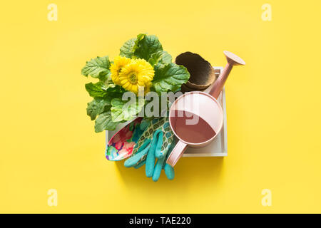 Sfondo di giardinaggio con gerbera, pedaggi e impianto di fiori nella casella su sfondo giallo. Vista da sopra. Foto Stock