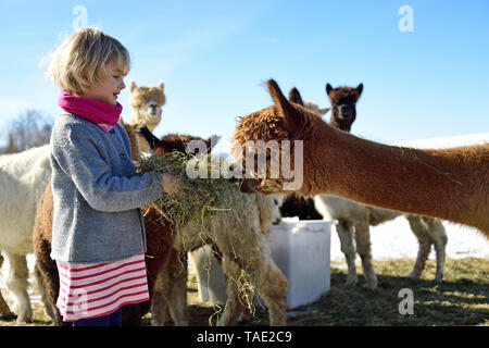 Ragazza alpaca alimentazione con fieno su un campo in inverno Foto Stock