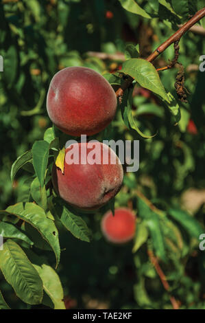 Red mature le pesche bloccato al ramo frondoso in una giornata di sole in un piccolo agriturismo vicino a Belmonte. Luogo di nascita dello scopritore Pedro Cabral in Portogallo. Foto Stock