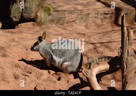 Lazy Piccolo canguro è appoggiata in Australian sun Foto Stock