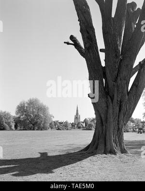 Pollarded tree e Chiesa di Santa Maria Vergine Godmanchester Cambridgeshire Inghilterra Foto Stock