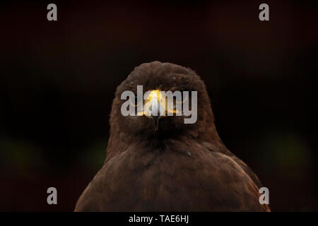 La Harris hawk (Parabuteo unicinctus) colpo alla testa. Foto Stock
