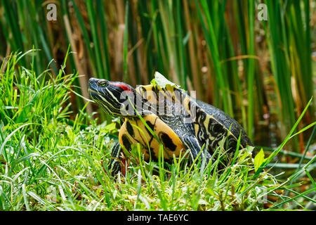 Tartaruga dalle orecchie rosse (Trachemys scripta elegans) emergente da un laghetto. Noto anche come il rosso-eared terrapin, questa tartaruga semiaquatic appartenenti alla fami Foto Stock