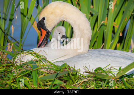 Un cigno (Cygnus olor), pen e cygnet seduti insieme su un nido. Foto Stock