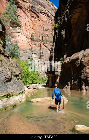Escursionista passeggiate nell'acqua si restringe, luogo stretto del fiume vergine, ripide pareti del Canyon Zion, Parco Nazionale Zion, Utah, Stati Uniti d'America Foto Stock