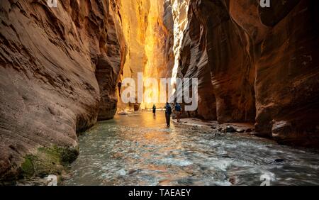 Gli escursionisti nel fiume, si restringe, fiume vergine collo di bottiglia, Sion del Canyon, il Parco Nazionale di Zion, Utah, Stati Uniti d'America Foto Stock