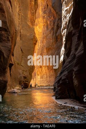 Gli escursionisti nel fiume, si restringe, fiume vergine collo di bottiglia, Sion del Canyon, il Parco Nazionale di Zion, Utah, Stati Uniti d'America Foto Stock