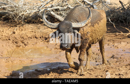 Coperti di fango bufalo d'acqua nel parco nazionale Yala sri lanka Foto Stock