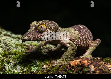 Foglia di muschio-tailed gecko (Uroplatus sikorae), su un mossed tronco di albero nella foresta pluviale, Montagne d'Ambre, Nord Madagascar Madagascar Foto Stock