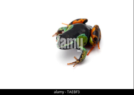 Mantella madagascariensis isolati su sfondo bianco Foto Stock