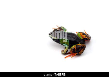 Mantella madagascariensis isolati su sfondo bianco Foto Stock