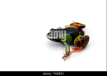 Mantella madagascariensis isolati su sfondo bianco Foto Stock