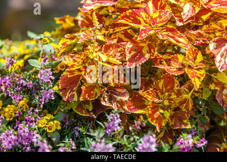 Coleus, piante con foglie decorative e fogliame adatto per giardino annuali Foto Stock