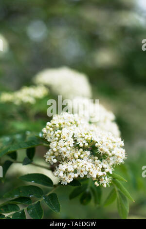 Primo piano della rowan tree blossom in primavera Foto Stock