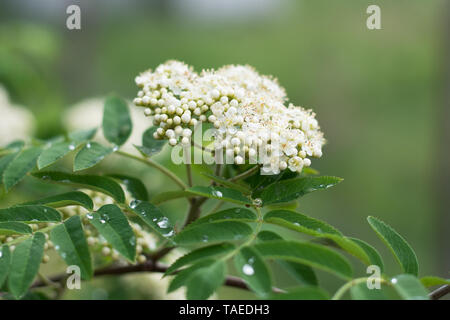 Primo piano della rowan tree blossom con boccioli e petali aperto - in primavera Foto Stock