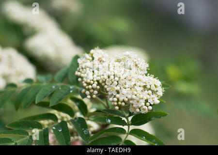 Primo piano della rowan tree blossom con boccioli e petali aperto - in primavera - Spazio di testo Foto Stock