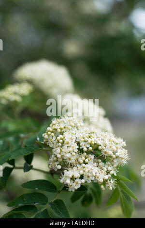 Primo piano della rowan tree corymbs fioritura di boccioli e petali aperto - in primavera - Spazio di testo Foto Stock