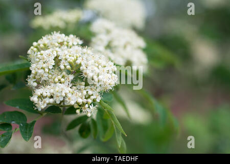 Primo piano della rowan tree corymbs fioritura di boccioli e petali aperto - in primavera - Spazio di testo Foto Stock