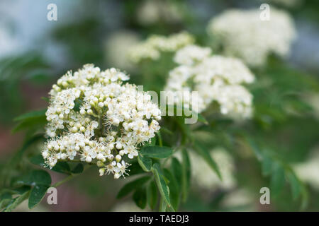 Primo piano della fioritura rowan tree con boccioli e petali aperto - in primavera, sfondo sfocato Foto Stock