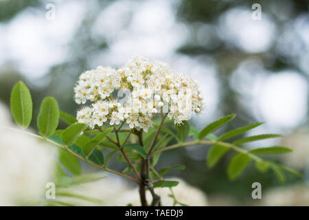 Primo piano della fioritura rowan tree corymb in primavera, sfondo sfocato Foto Stock