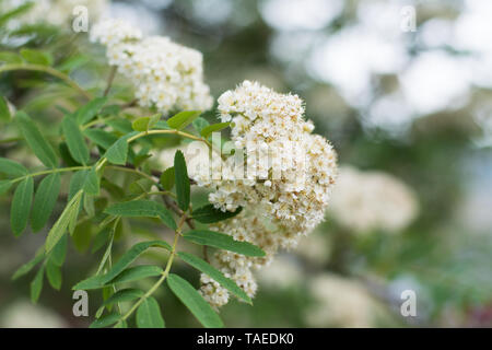 Primo piano della fioritura rowan tree corymb in primavera, sfondo sfocato, spazio di testo Foto Stock