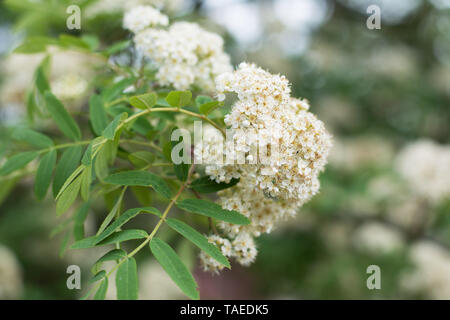 Primo piano della fioritura rowan tree corymb in primavera, sfondo sfocato, spazio di testo Foto Stock