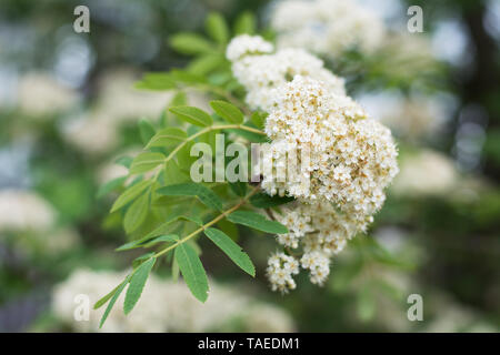 Primo piano della fioritura rowan tree corymb in primavera, sfondo sfocato Foto Stock