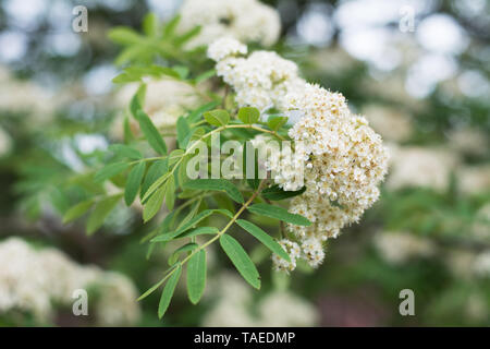 Primo piano della fioritura rowan tree corymb in primavera, sfondo sfocato Foto Stock