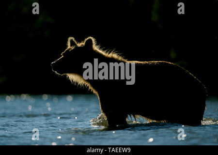 La Kamchatka l'orso bruno (Ursus arctos beringianus) in acqua, Kamchatka, Russia