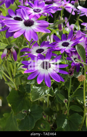 Violetta Senetti pericallis bicolor fiori contro il verde delle foglie Foto Stock