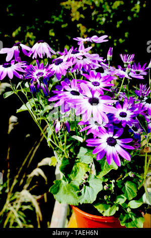 Pericallis. Violetta Senetti fiori in un vaso Foto Stock