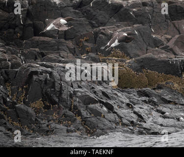 Due guillemots parapendio da un promontorio roccioso sul mare Foto Stock