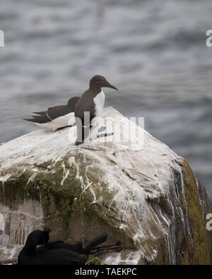 Due guillemots su uno sperone roccioso che si affaccia sul mare Foto Stock