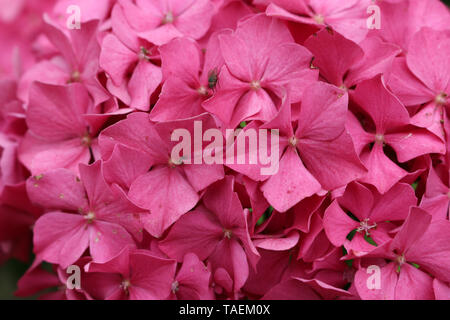 Rosa mophead Hydrangea, Hydrangea macrophylla, varietà King George fiori con sfondo n. Foto Stock